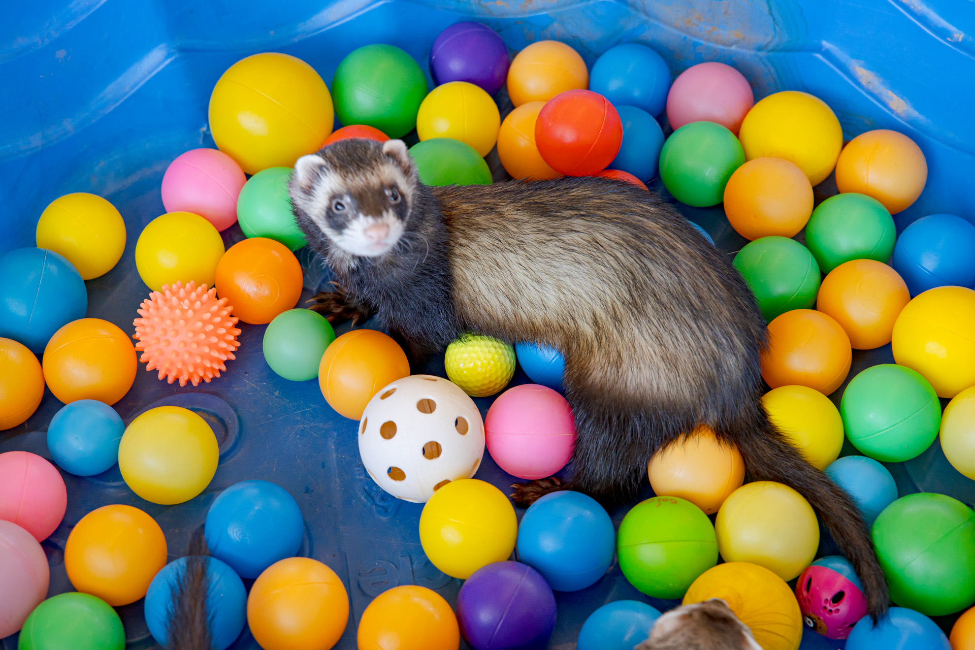 Picture of a Farret playing with colored plastic balls